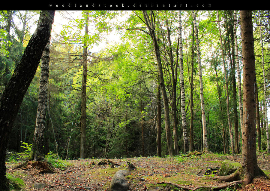 forest 002 by woodlandSTOCK