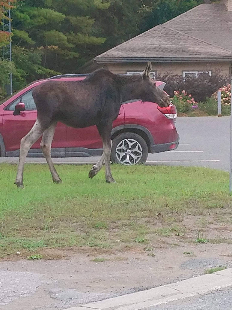 Moose in are home town again its at the library by aliciamartin851 on ...