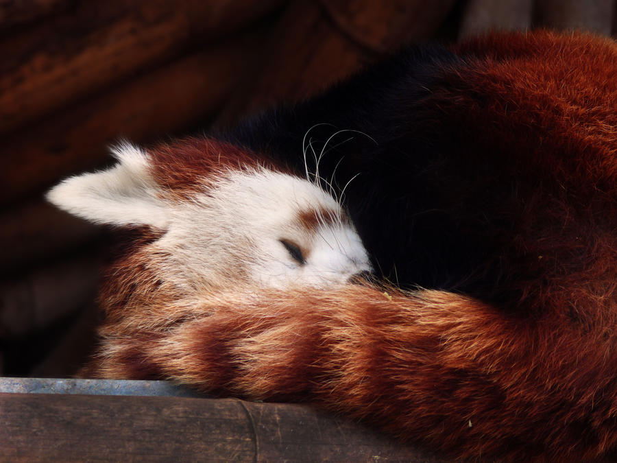 Red Panda I