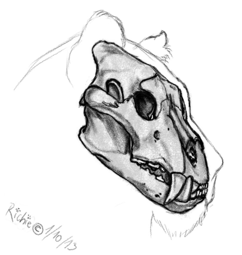 Lion skull by AlbinoRichie on DeviantArt