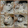 Gerbil collage