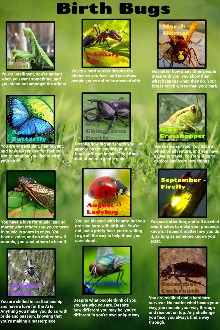 Birth Bugs by Deviantfantastic on DeviantArt