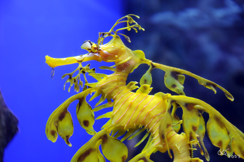 Phycodurus the Leafy Seadragon