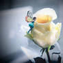 Butterfly and Rose