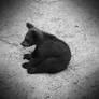 holga_look_bear