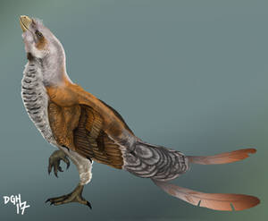 Sinornis santensis (Update)