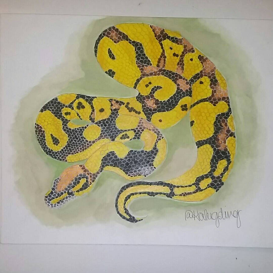 Ball Python by Haleegding by haleegding on DeviantArt