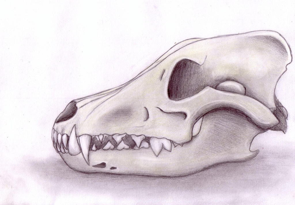 Wolf Skull by Dragontamer83 on DeviantArt