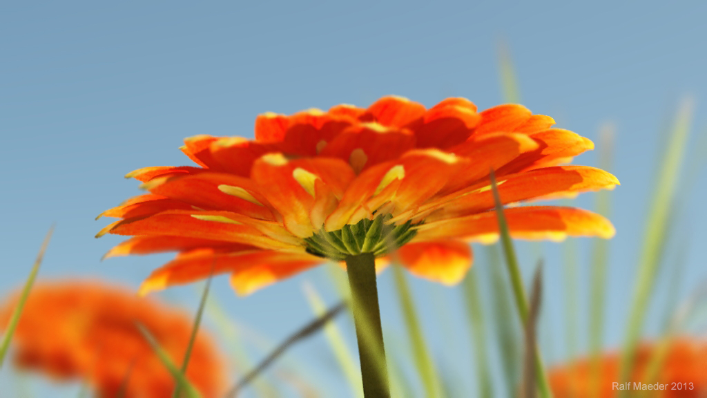 Gerbera jamesonii