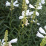 Garden flowers July 28. Photo 3.