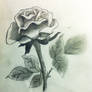 2nd Rose