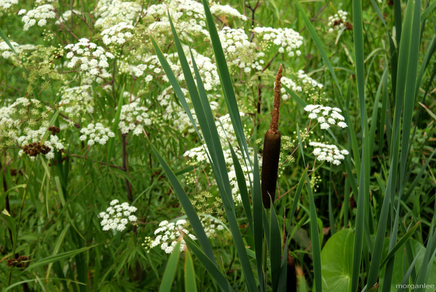 typha by morganlee8 on DeviantArt