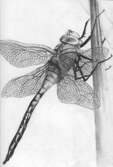 Dragonfly