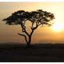 A Tree and a Sunset