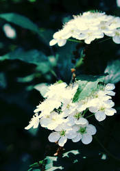 flower_2