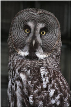 The Great Grey Owl