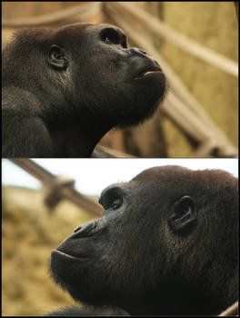 Gorilla's profile