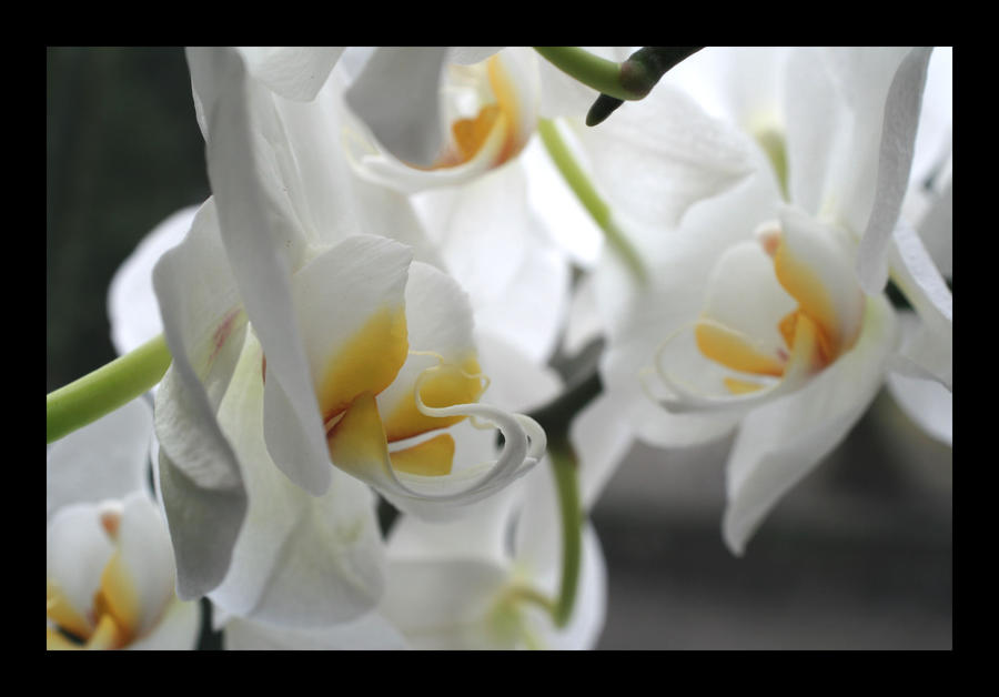 White Orchid