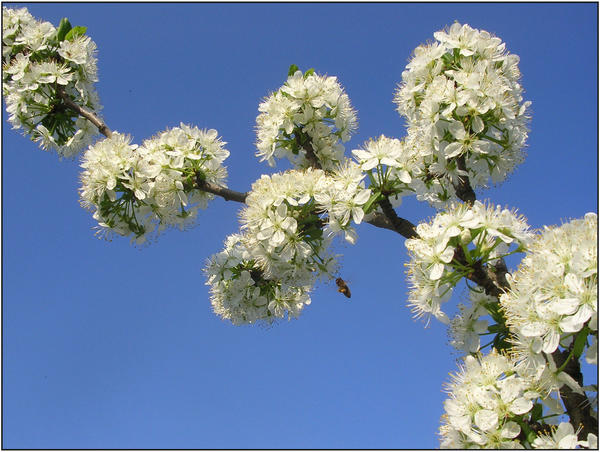 beetwen flowers