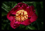 scarlet by la-niebla