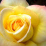 Yellow Pink Tipped Rose