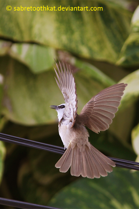 Yellow-vented Bulbul