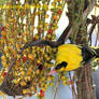 Black-naped Oriole