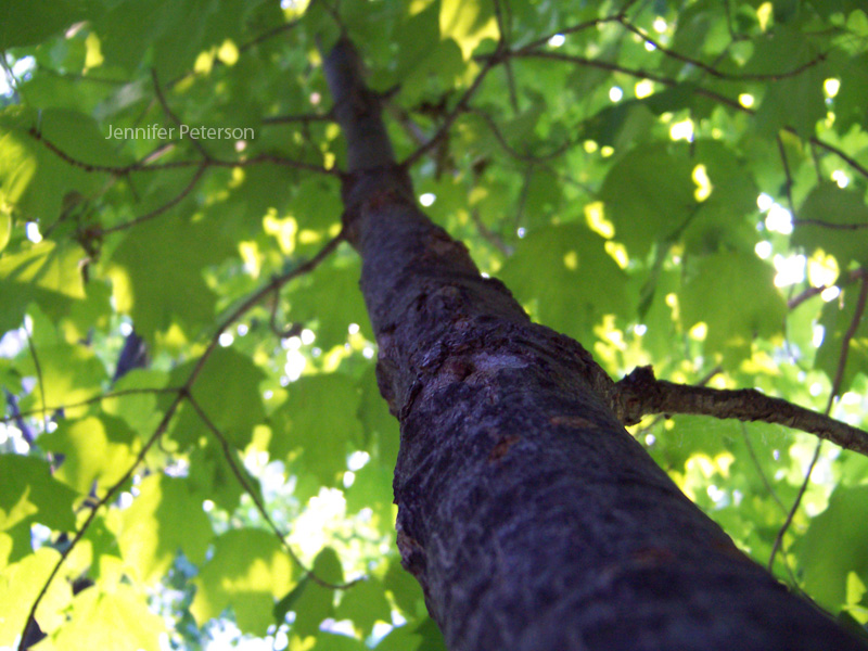 Out on a limb