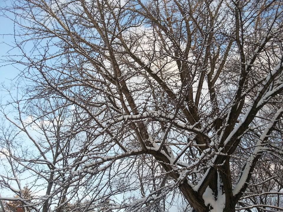 Snow-Crusted Branches