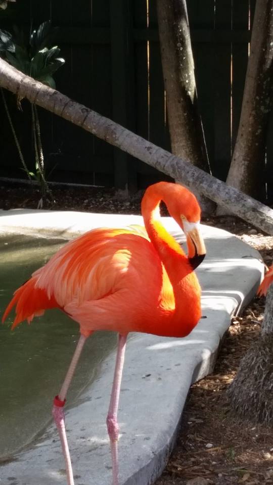 Flamingo