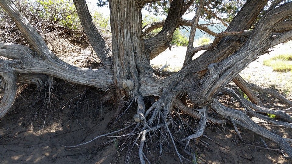 Brambles And Roots