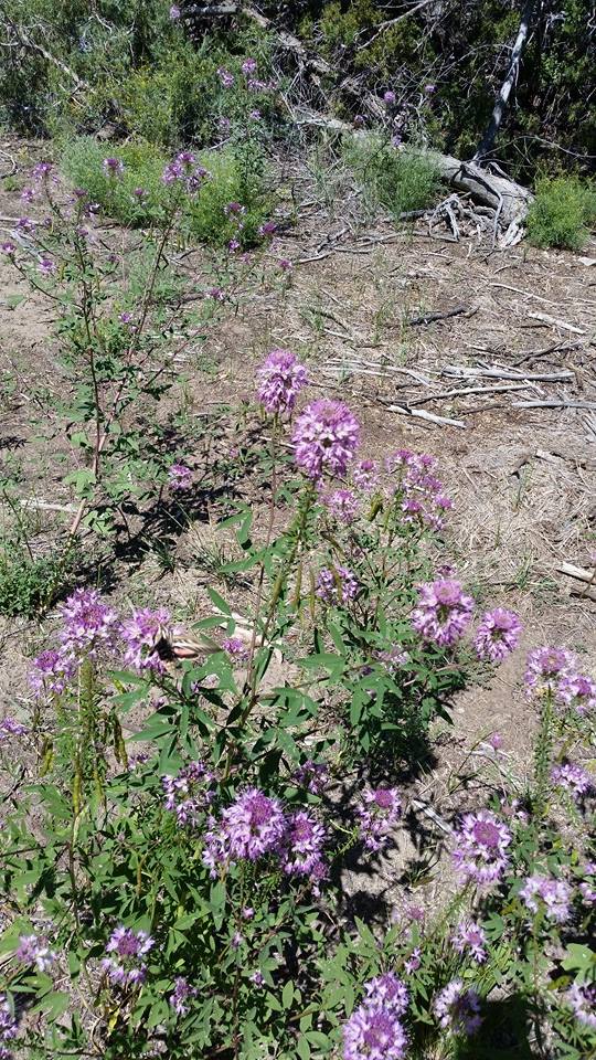 Purple Desert Flowers