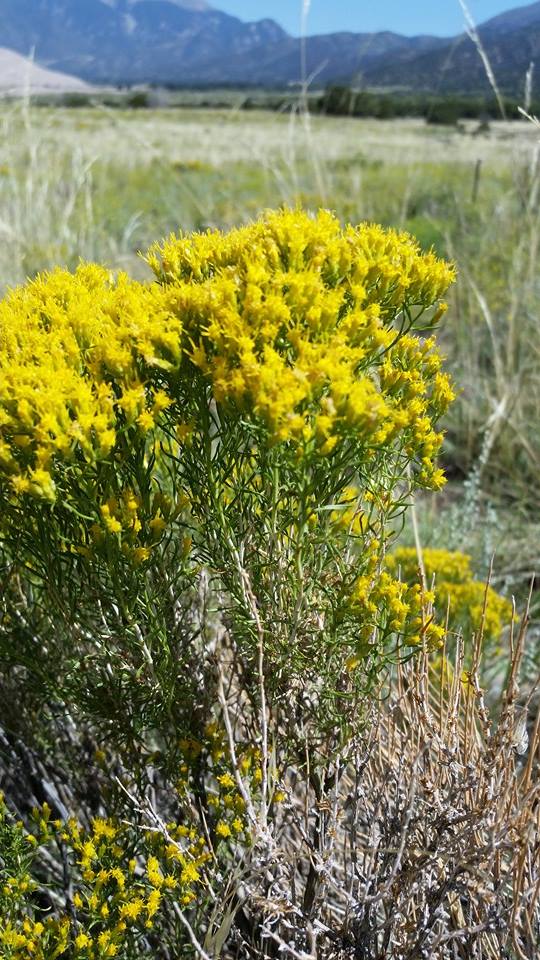 Yellow Desert Flowers