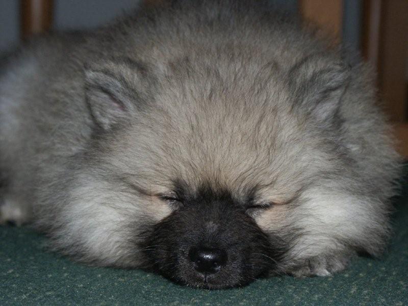 Keeshond 1