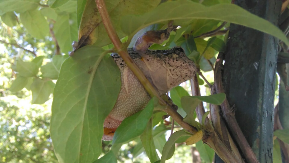 sleepy TREE FROG