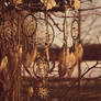 dreamcatcher lamp, forest seed