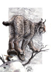 Lynx Lynx