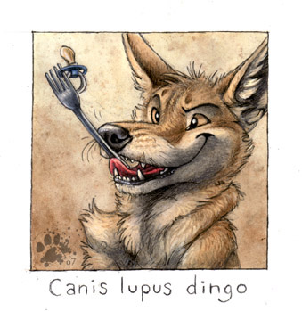 Canis lupus dingo