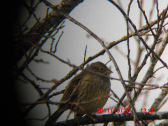Sparrow: resting, surveilling