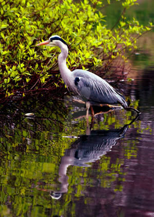 Grey Heron by Crannogphotographic