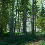 DAZ3D Forest Landscape study: Noon