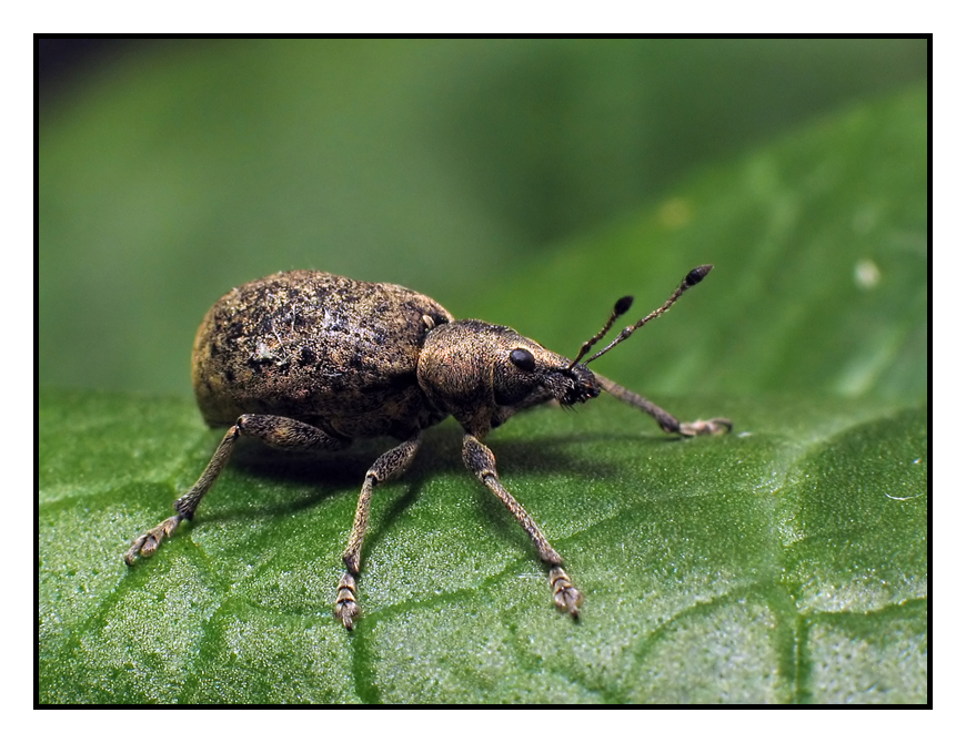 Snout beetle