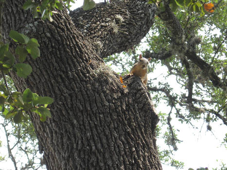 Perched Squirrel On A Tree