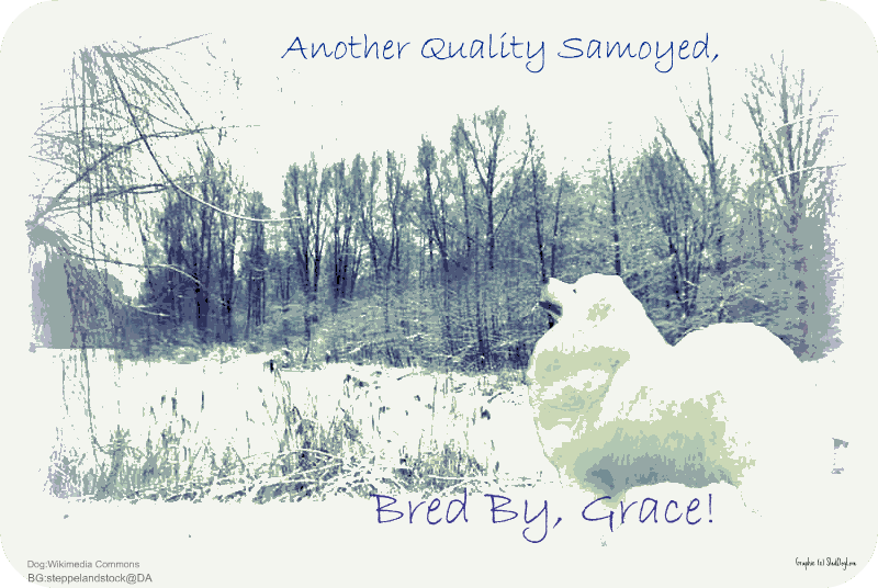 Samoyed Line Card by SledDogLove on DeviantArt