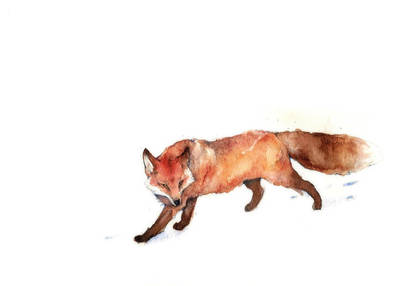 A fox