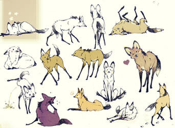 A lot of Maned Wolf