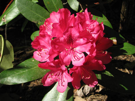 Pink Rhododendron