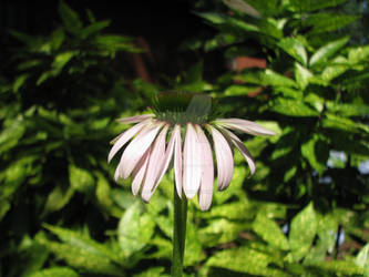 Purple Cone Flower