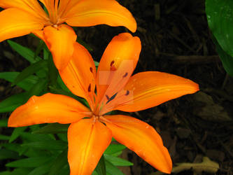 Tigerlily