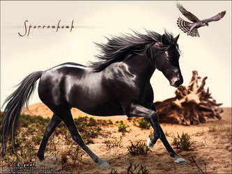 HP-pic: Sparrowhawk